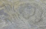 Devonian Stromatolite Slice - Orkney, Scotland #61073-1
